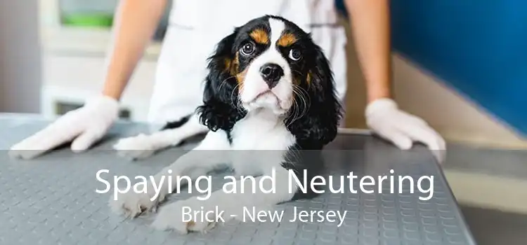 Spaying and Neutering Brick - New Jersey