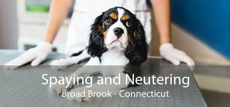 Spaying and Neutering Broad Brook - Connecticut