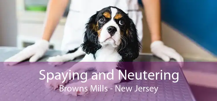 Spaying and Neutering Browns Mills - New Jersey