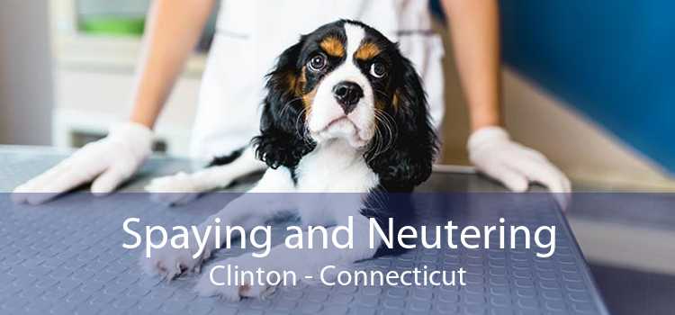 Spaying and Neutering Clinton - Connecticut