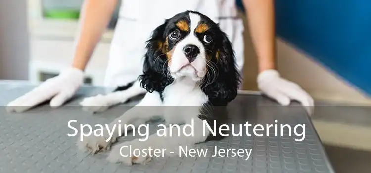 Spaying and Neutering Closter - New Jersey