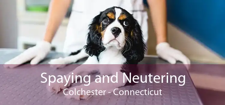 Spaying and Neutering Colchester - Connecticut