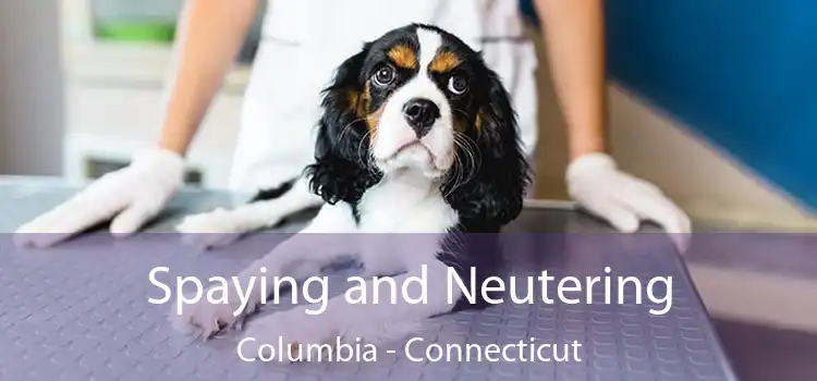Spaying and Neutering Columbia - Connecticut