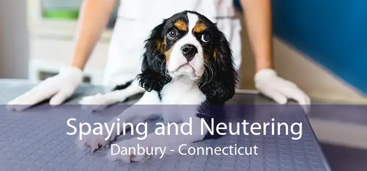 Spaying and Neutering Danbury - Connecticut