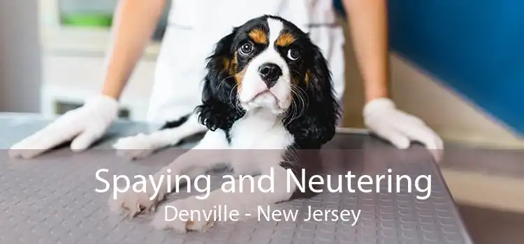 Spaying and Neutering Denville - New Jersey