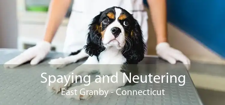 Spaying and Neutering East Granby - Connecticut