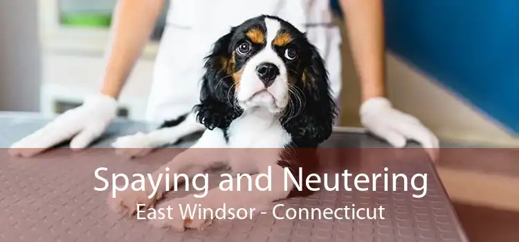 Spaying and Neutering East Windsor - Connecticut