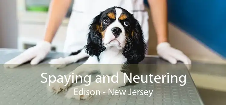 Spaying and Neutering Edison - New Jersey