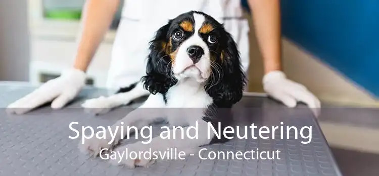 Spaying and Neutering Gaylordsville - Connecticut