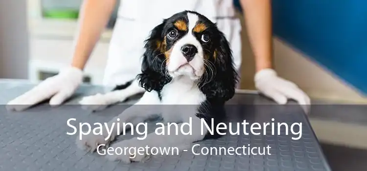 Spaying and Neutering Georgetown - Connecticut
