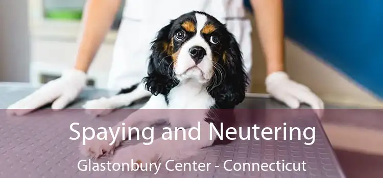 Spaying and Neutering Glastonbury Center - Connecticut