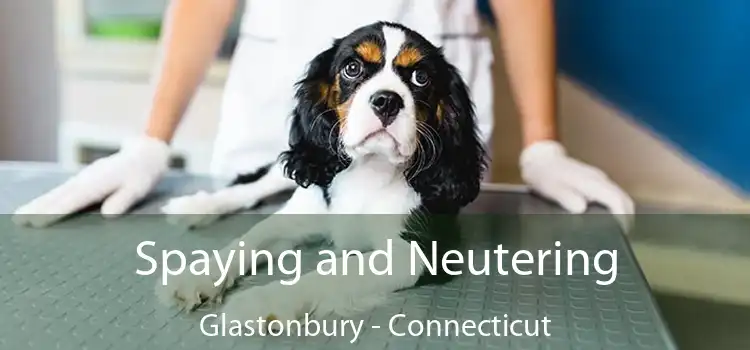 Spaying and Neutering Glastonbury - Connecticut