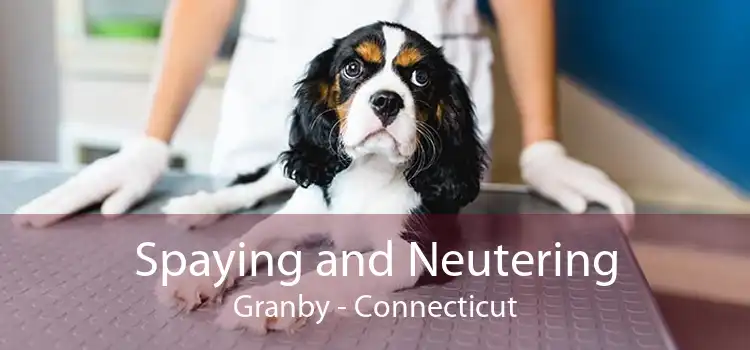 Spaying and Neutering Granby - Connecticut