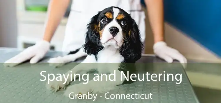 Spaying and Neutering Granby - Connecticut