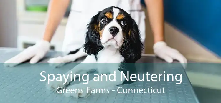 Spaying and Neutering Greens Farms - Connecticut