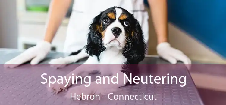Spaying and Neutering Hebron - Connecticut