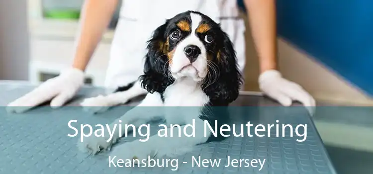Spaying and Neutering Keansburg - New Jersey