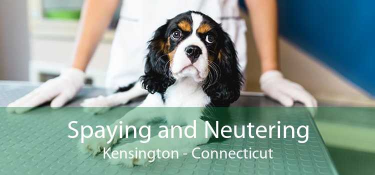 Spaying and Neutering Kensington - Connecticut