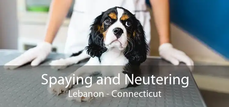 Spaying and Neutering Lebanon - Connecticut