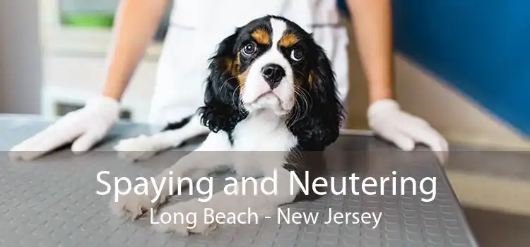Spaying and Neutering Long Beach - New Jersey