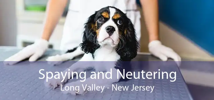 Spaying and Neutering Long Valley - New Jersey