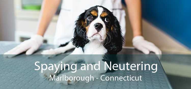 Spaying and Neutering Marlborough - Connecticut