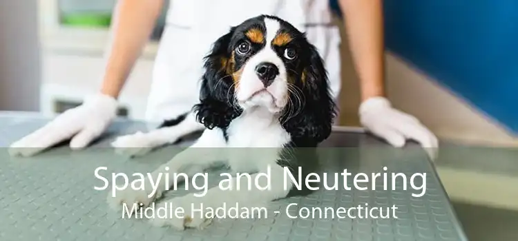 Spaying and Neutering Middle Haddam - Connecticut