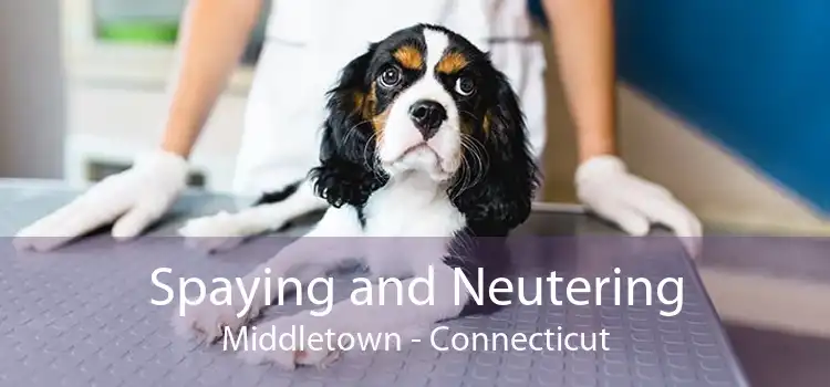 Spaying and Neutering Middletown - Connecticut