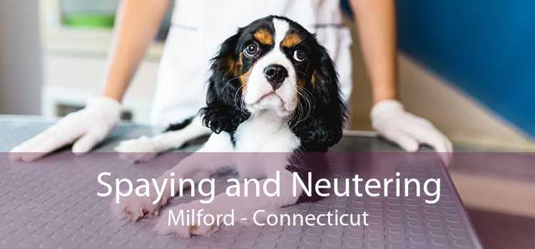 Spaying and Neutering Milford - Connecticut