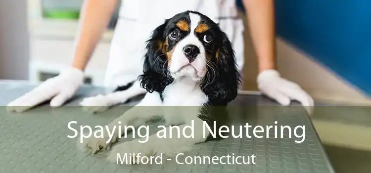 Spaying and Neutering Milford - Connecticut