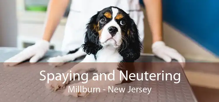 Spaying and Neutering Millburn - New Jersey