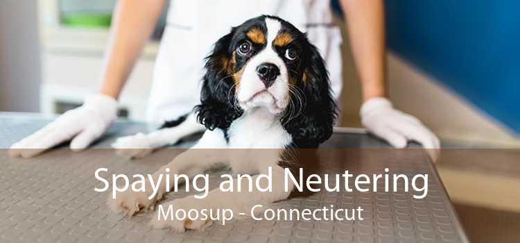 Spaying and Neutering Moosup - Connecticut