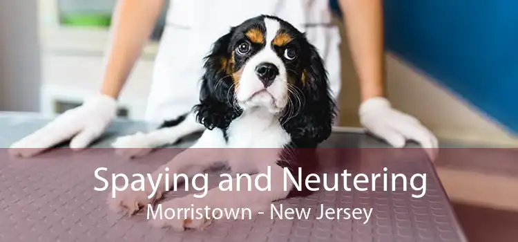 Spaying and Neutering Morristown - New Jersey