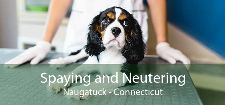 Spaying and Neutering Naugatuck - Connecticut