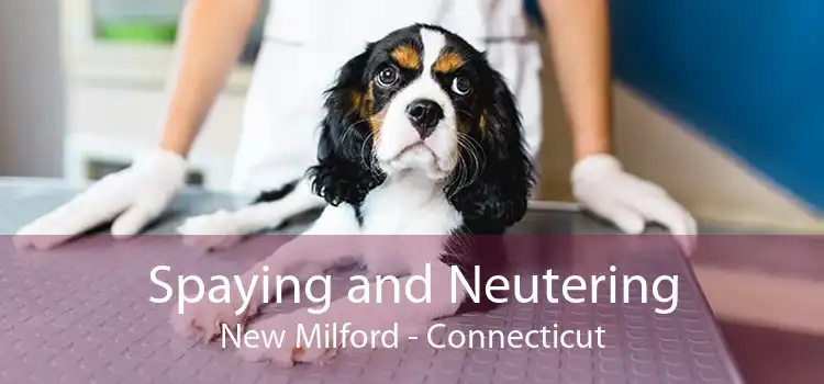 Spaying and Neutering New Milford - Connecticut