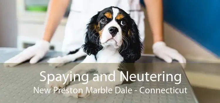 Spaying and Neutering New Preston Marble Dale - Connecticut