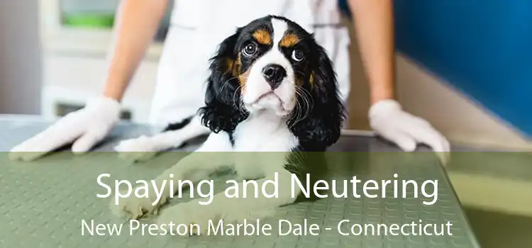 Spaying and Neutering New Preston Marble Dale - Connecticut