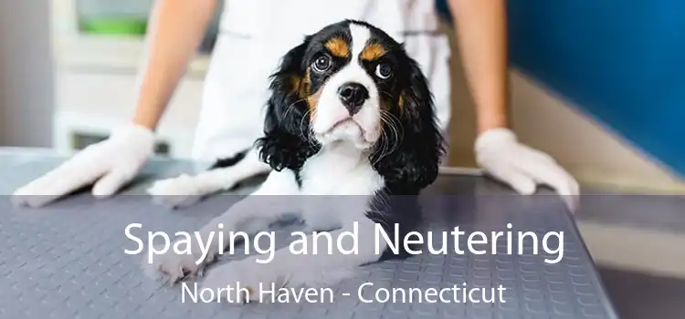 Spaying and Neutering North Haven - Connecticut