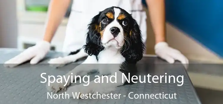Spaying and Neutering North Westchester - Connecticut