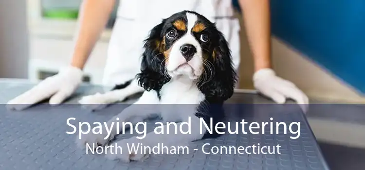 Spaying and Neutering North Windham - Connecticut