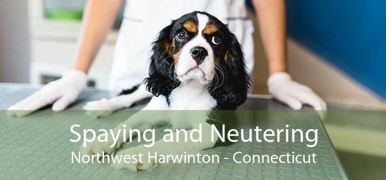 Spaying and Neutering Northwest Harwinton - Connecticut
