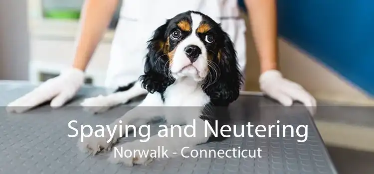 Spaying and Neutering Norwalk - Connecticut