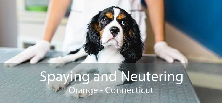 Spaying and Neutering Orange - Connecticut