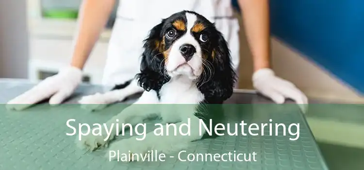 Spaying and Neutering Plainville - Connecticut