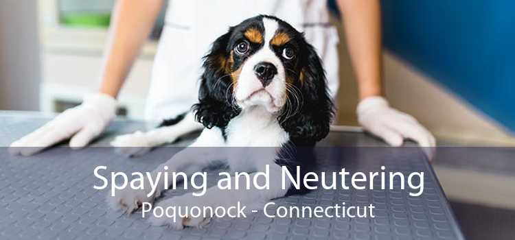 Spaying and Neutering Poquonock - Connecticut