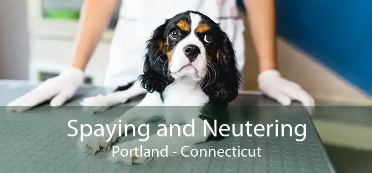Spaying and Neutering Portland - Connecticut