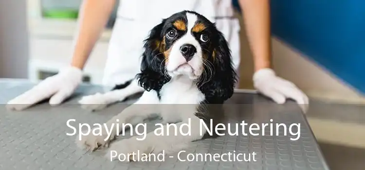 Spaying and Neutering Portland - Connecticut