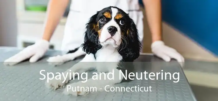 Spaying and Neutering Putnam - Connecticut