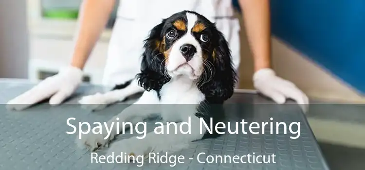 Spaying and Neutering Redding Ridge - Connecticut