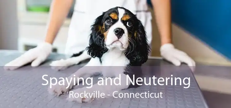 Spaying and Neutering Rockville - Connecticut